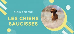 Race de chien : Le Teckel – Caractère, éducation et santé