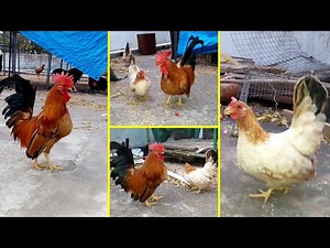 Serama Bantam Chicken Breed || Bantam Hen & Bantam Rooster