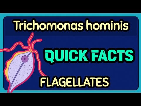 Trichomonas hominis - Quick Facts | Medtech Review 