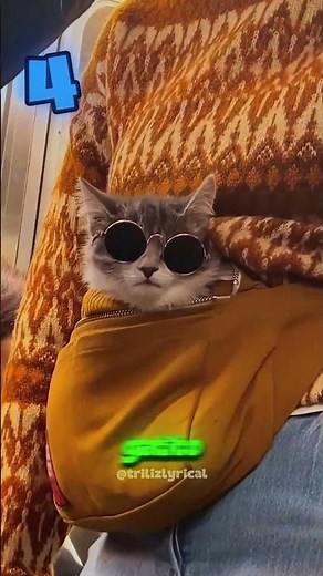 5 signs you need a cat in your life!🐱