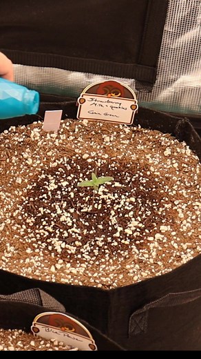 Autoflower Water-Only Grow: Dr. Earth vs. Gaia Green Comparison