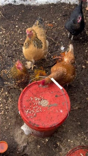 This was supposed to be ASMR .. not a prison break! #chicken #drama