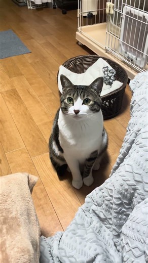 クエスト依頼主：えん坊 #保護猫 #猫 #cat #猫のいる暮らし #ねこ