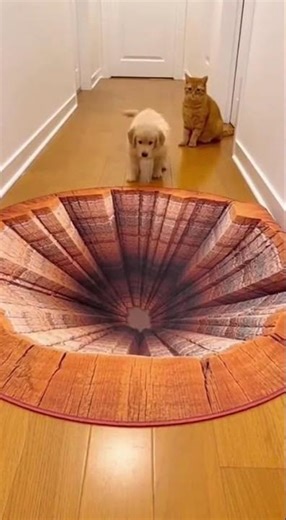 Cat Pranks Puppy With 3D Cliff Rug 😱 #viral #cute #funny