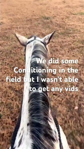 Perf pony #viral #horse #4urpage #horseenthusiast #blowthisaccountup #dayinthelife #equestrian