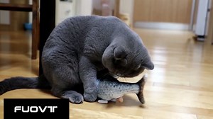 Watch Cat fish toy on Amazon Live