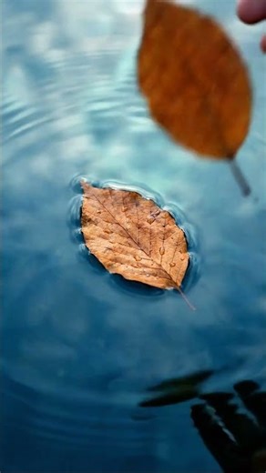 Chill vibes: watch this leaf dance on rippling water 🍂💧