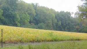 Red fox running on a game trail along a soybean field on a cloudy fall afternoon in early autumn in in the Midwest; concepts of wildlife management, environmental harmony, and game camera