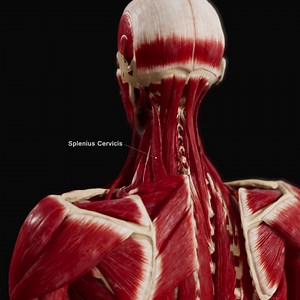 53 reactions | Delve into the intricacies of neck anatomy with our...