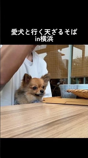 横浜で愛犬とおしゃれランチ🍤 #犬 #カフェ #みなとみらい