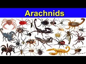 Arachnids | Learn Arachnids Name 🕷️ | Spiders, Scorpions, Ticks & Mites | Insects