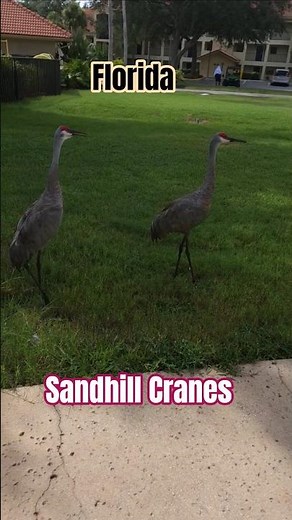 Florida Sandhill Cranes