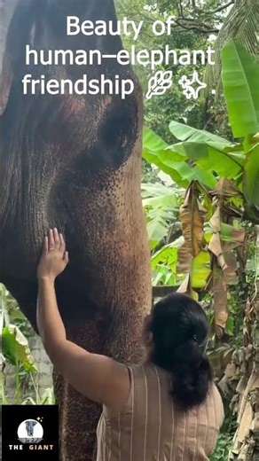 Elephant Lovers 🐘❤️ Beautiful Moments of Women Bonding with Gentle Giants #elephantlove #elephant