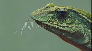 A close-up captures a green lizard, showcasing detailed scales and vibrant color in its natural habitat, illuminated by sunlight enhancing its peaceful presence.