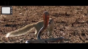 animals fight - animal attack compilation. | Animal Channel Videos