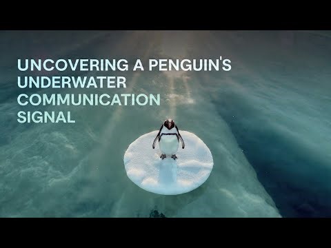 2025's Biggest Discovery: Penguins' Underwater Communication! 🚨#penguin