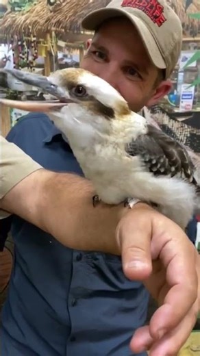 Strange and close sounds of birds