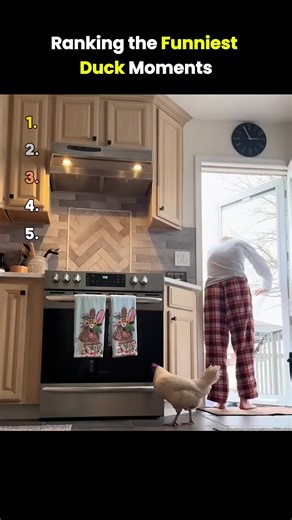 Ranking the Funniest Duck Moments Ever 🦆😂 | Funny Ducks