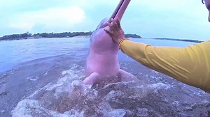 7.1K views · 526 reactions | Tour guides use bait to lure wild river...