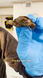 Have you ever seen anything like this? #weird #twoheadedturtle #turtle #bravewilderness | Brave Wilderness