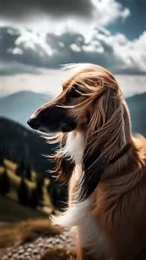 Afghan Hound Dog | English Wildlife Documentary