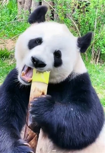 Pandas Enjoying Bamboo: A Relaxing ASMR Experience