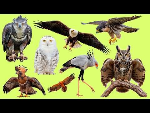 Learn Birds of Prey in Spanish | Listen and Repeat Águila, Búho Vocabulary with Audio