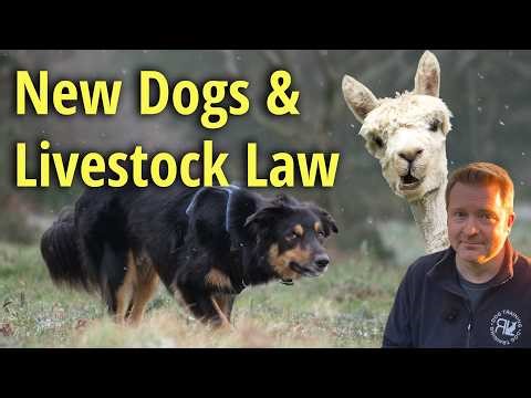 Dogs and Livestock: The New UK Law Explained Simply | Safety & Law | RL Dog Training