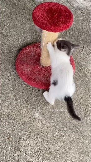 Post-Meal Cat Mode Activated 🐾🍲😸 #catlife #cat #cuteanimals #cutecat #cute