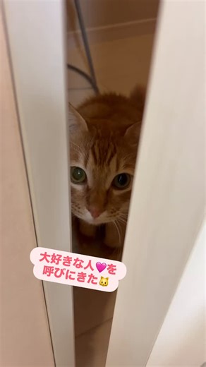 メル、ポポ兄弟 on Instagram: "大好きなお姉ちゃん❤️を呼びにいったよ🐱 お返事が上手👍 #ねこ#猫#ねこのいる生活#ねこすたぐらむ #保護ネコ#保護ねこ#茶トラ#兄弟猫 #neko#nekostagram#cat#catlife#catlovers #cats_of_instagram#cats #にゃー"