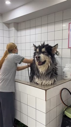 Animals Studio on Reels