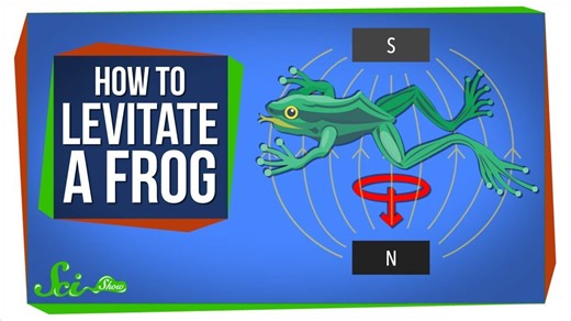 Diamagnetism: How to levitate a frog