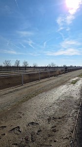 36K views · 523 reactions | COLOMBIANO VS MORO TEXANO C. JACALITOS VS C. MOCHOMOS. #seguidores #VIRALCHALLENGE #CARRERASDECABALLOS #SEGUIDORES #VIRALCHALLENGE | Ricardo Ramirez | Facebook