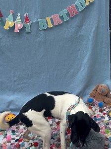 Animal Charity of Ohio on Reels