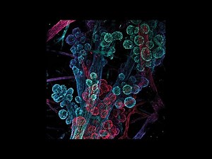 The human milk factory