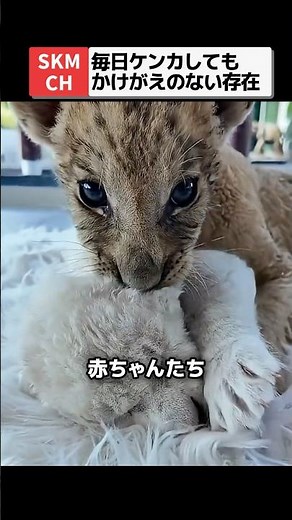 激しく喧嘩した後にベッタリな子ライオン🦁