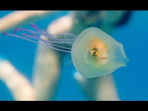 Live Fish Trapped Inside a Jellyfish Photo Goes Viral |THE MIX