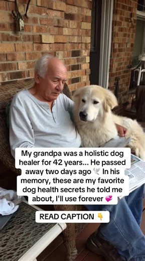 Natural Ways to Boost Your Dog’s Health and Energy