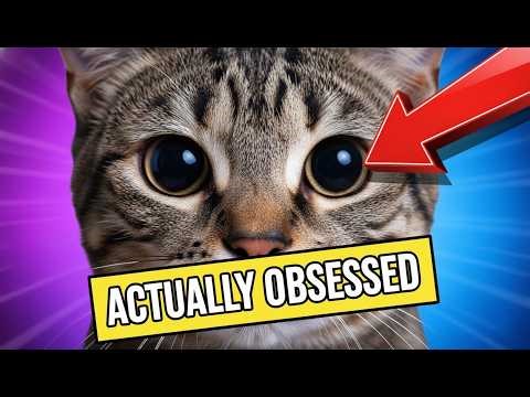 10 Signs Your Cat Loves You: Is Your Cat Obsessed With You? (Cat Behavior)