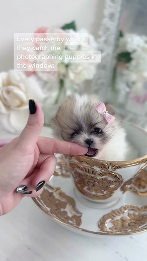 Adorable Teacup Puppies Photography Reactions