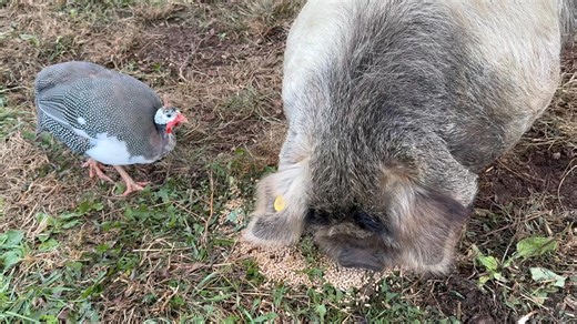 4:00 am Farm Report Guinea Hen Only One of Four Remaining Spends Many Her/His Days In the Orchard Watching Wild Turkeys Cross through Ahead of Deer Stands back On the Flock Fringes Pecking The ground Same Up Down Head turn Rhythm as its Prehistoric Beastly Cousins Ever growing Numbers of Hunch backed Feathered Marauders Wander Freely Keeping clear Of Disdainful Donkeys A Daily occurrence No Communication Between Guinea Hen and Silent Daytime Thieves has Been Witnessed Turkeys Come Turkeys Go If 