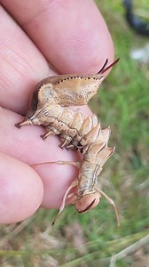 Lobster moth transformation | Moth of the day