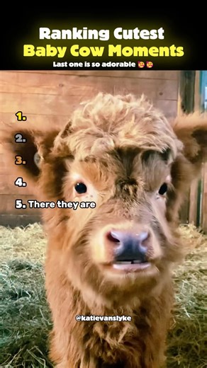 Ranking Cutest Baby Cow Moments