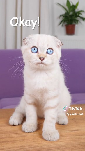 Mind-Blowing Water Tricks to Try at Home!