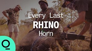 Sawing Off Rhino Horns to Save Species from Extinction - The Global Herald