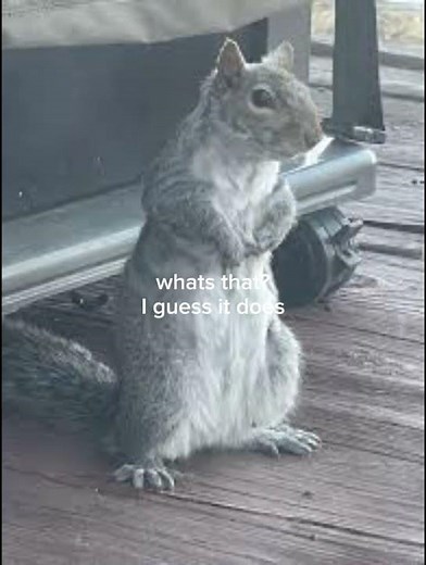 squirrel buys a burger (well he doesn't buy one)