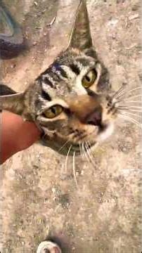 Mini Vlog🎥.#village#vlog