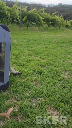 As 2023 draws to a close we bid farewell 👋 to the very handsome Maxwell Smart 👞 who is incredibly lucky to survive being run over by a distracted driver 🤳 in Mclaren Vale. Maxwell is our 95th and final release for 2023! We are so proud of the work achieved by our small group of passionate, hard working 💪 volunteers! A huge shout out 👏👏 to everyone who has supported us in some way throughout the year. We are incredibly grateful to all of you ❤️ Please remember to drive 🚗 safe tonight as th