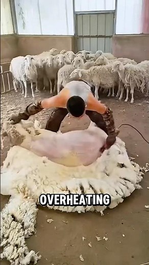 The Importance of Shearing, Protecting Sheep and Producing Wool