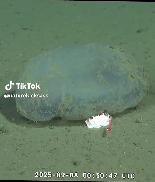 Exploring Unusual Marine Life: Dive 842 Insights